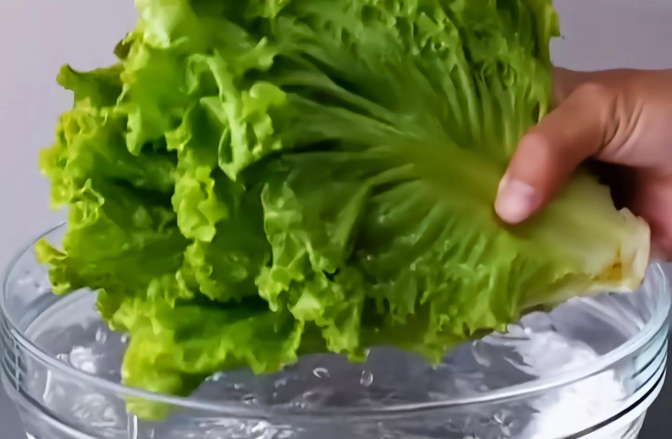 标本切片怎么才能厚薄均匀,日本可调厚薄超薄切片神器