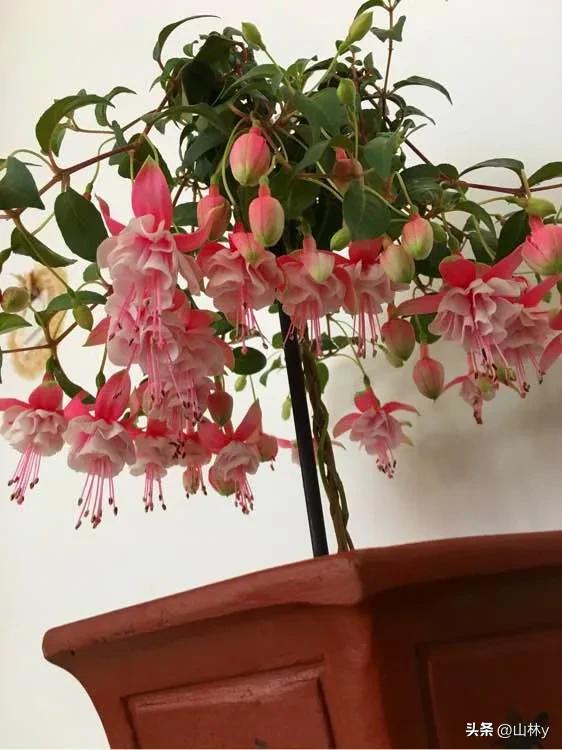 五颜六色的花朵养眼舒心,灵动秀美的花朵图片