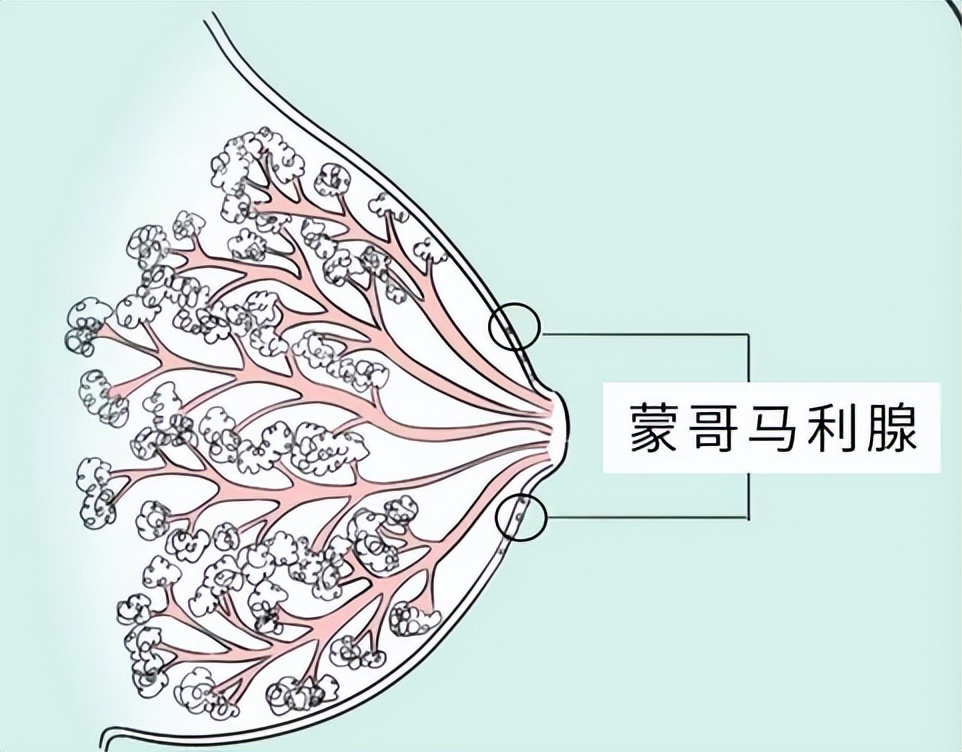 女生胸部上长了白色小点点,女生胸部长了好多小红点疙瘩