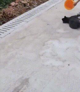 狗被偷狗贼偷了吃了,狗被狗贼偷了