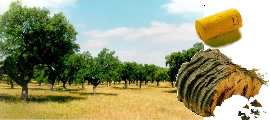 为热爱更尽兴|得高软木陪你“静”享世界杯