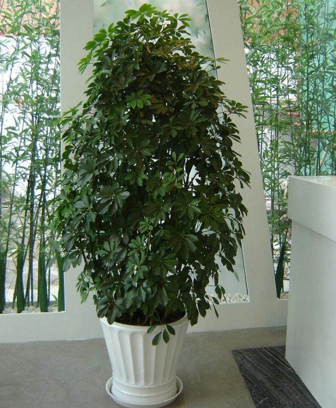 6种植物能快速出效果,哪种木本植物最好养