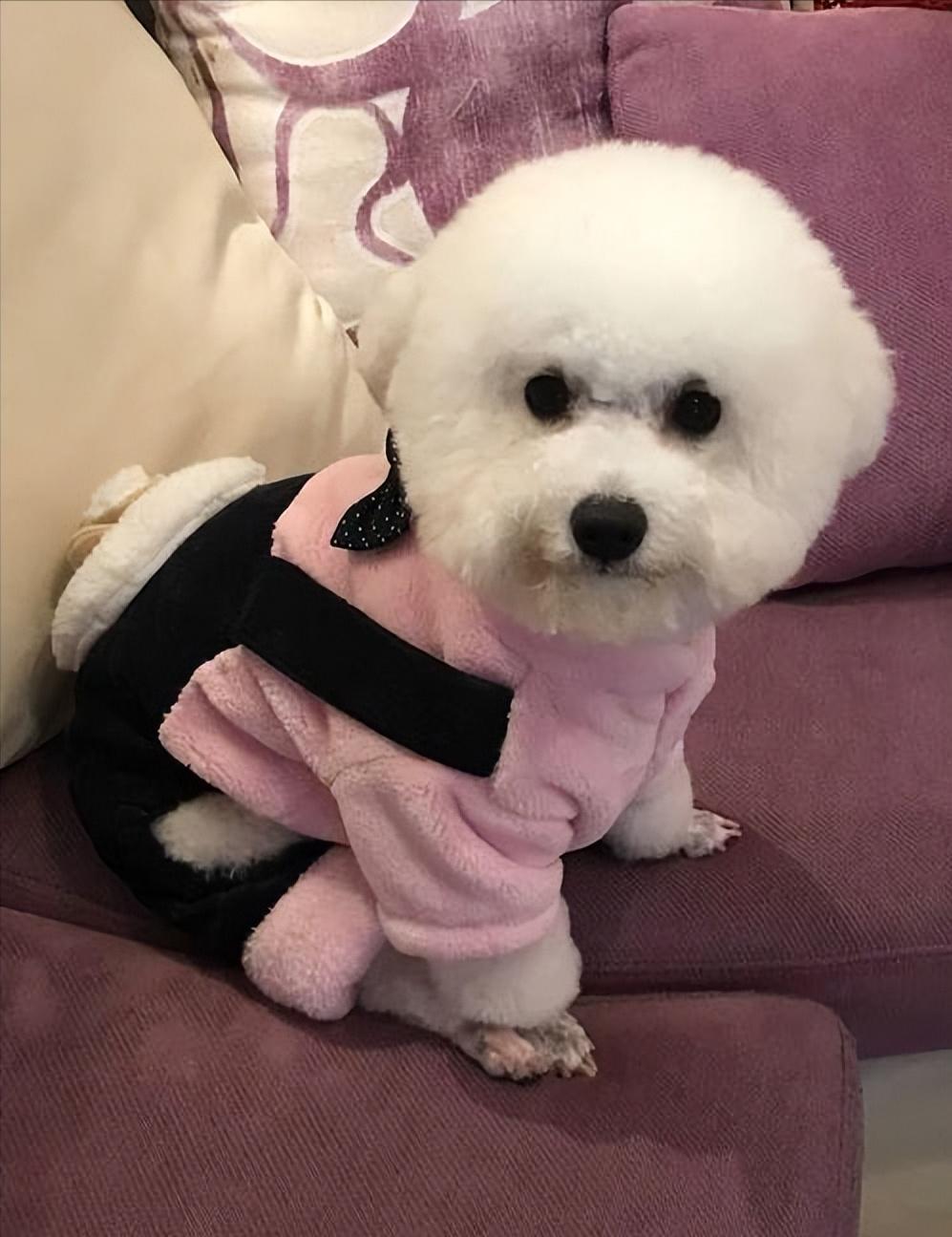 比熊为什么在家里面最听你的话,怎么判断比熊爱不爱自己