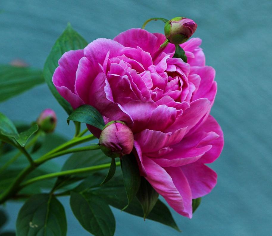 每日一花2.5：芍药：凡卉与时谢，妍华丽兹晨