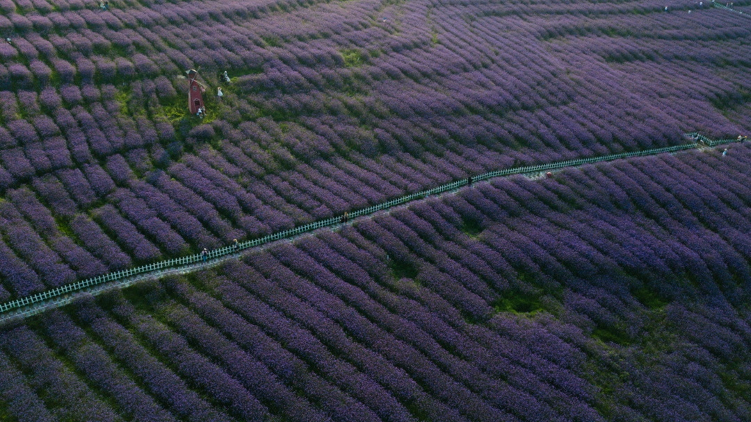 夏季避暑好去处爽爽的贵阳,贵阳赏花季