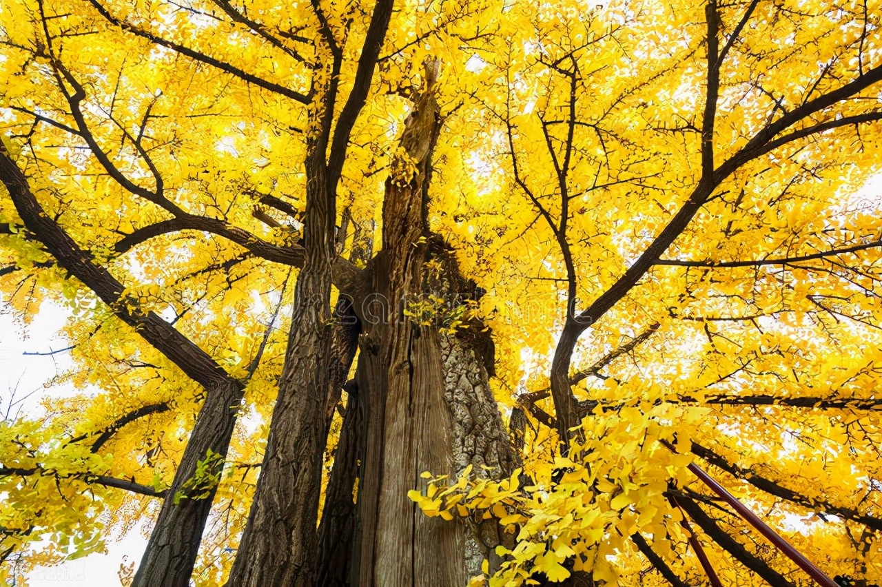 银杏有多孤独,银杏是不是快要灭绝的植物