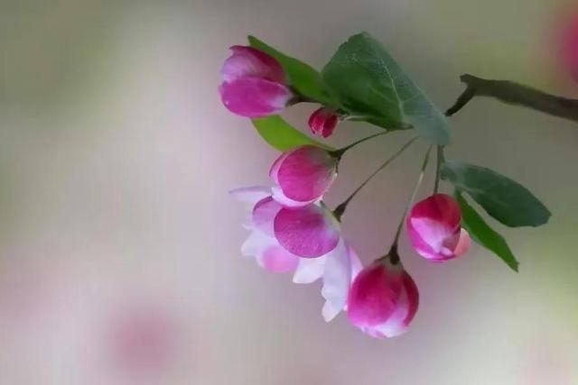 儿子娶媳妇该不该告诉公婆,儿子娶儿媳妇妈妈怎么看待