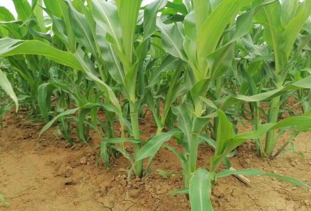 疆天耘图+农资套餐，带动玉米产量与农资销量双丰收