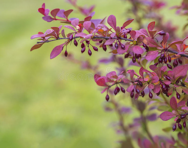 小叶女贞盆景,小叶女贞