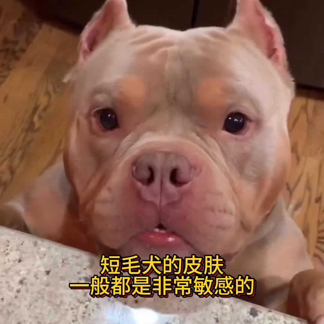 恶霸犬皮肤病混合感染怎么治疗,恶霸犬真菌性皮肤病用什么药