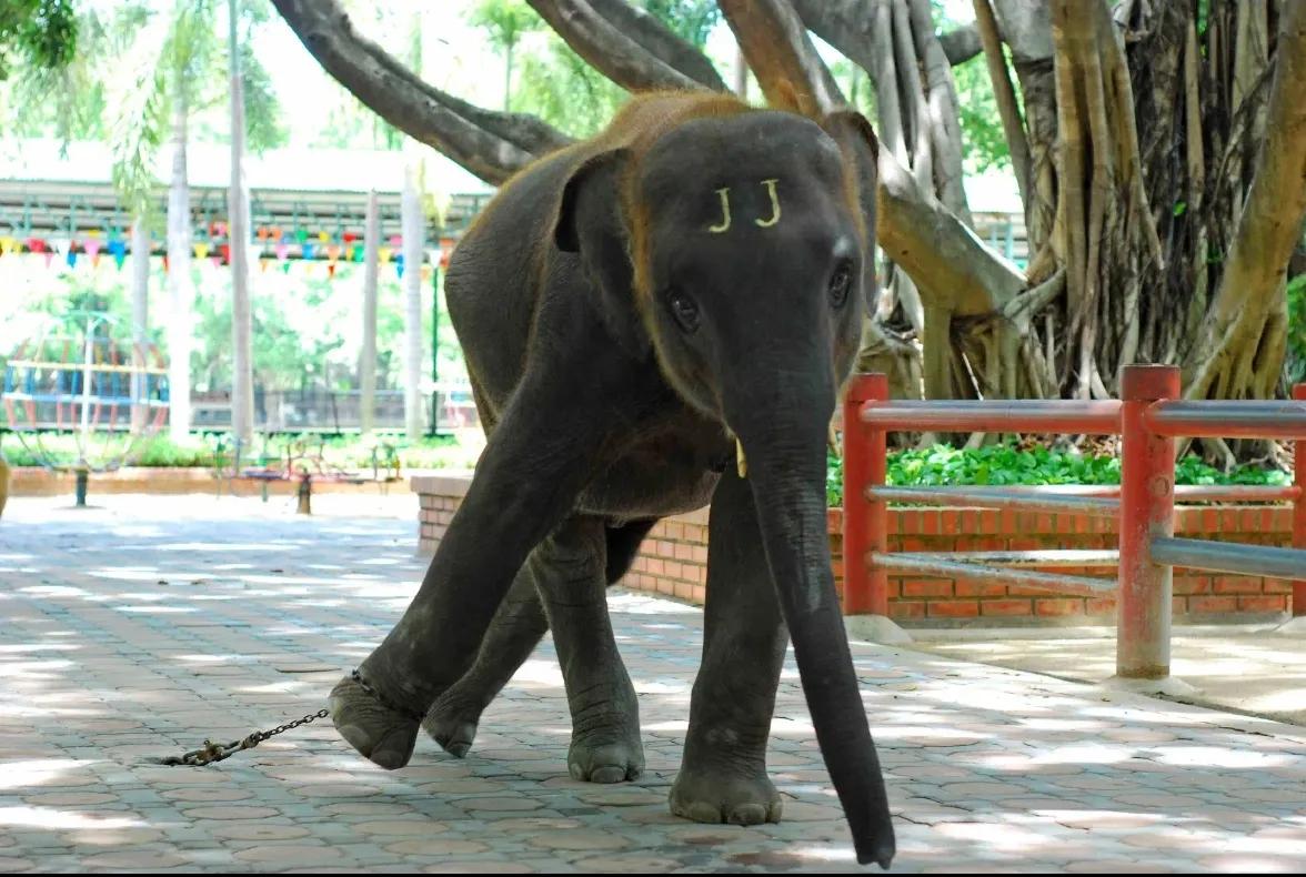 哲理故事《习惯的束缚》～细链拴大象