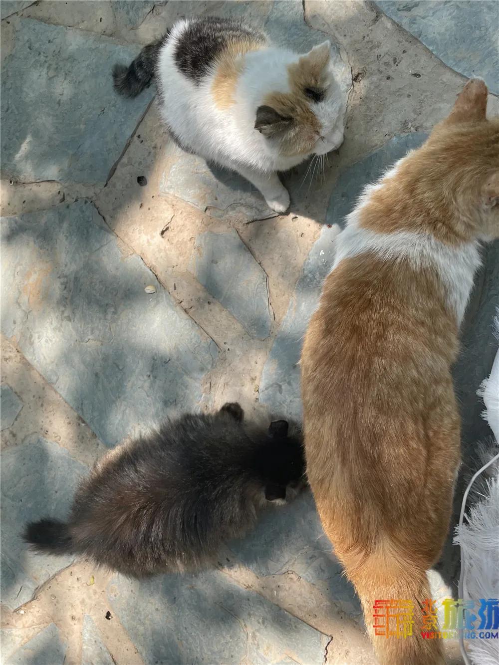 北京故宫的猫为什么叫御猫,故宫最萌的猫是什么猫