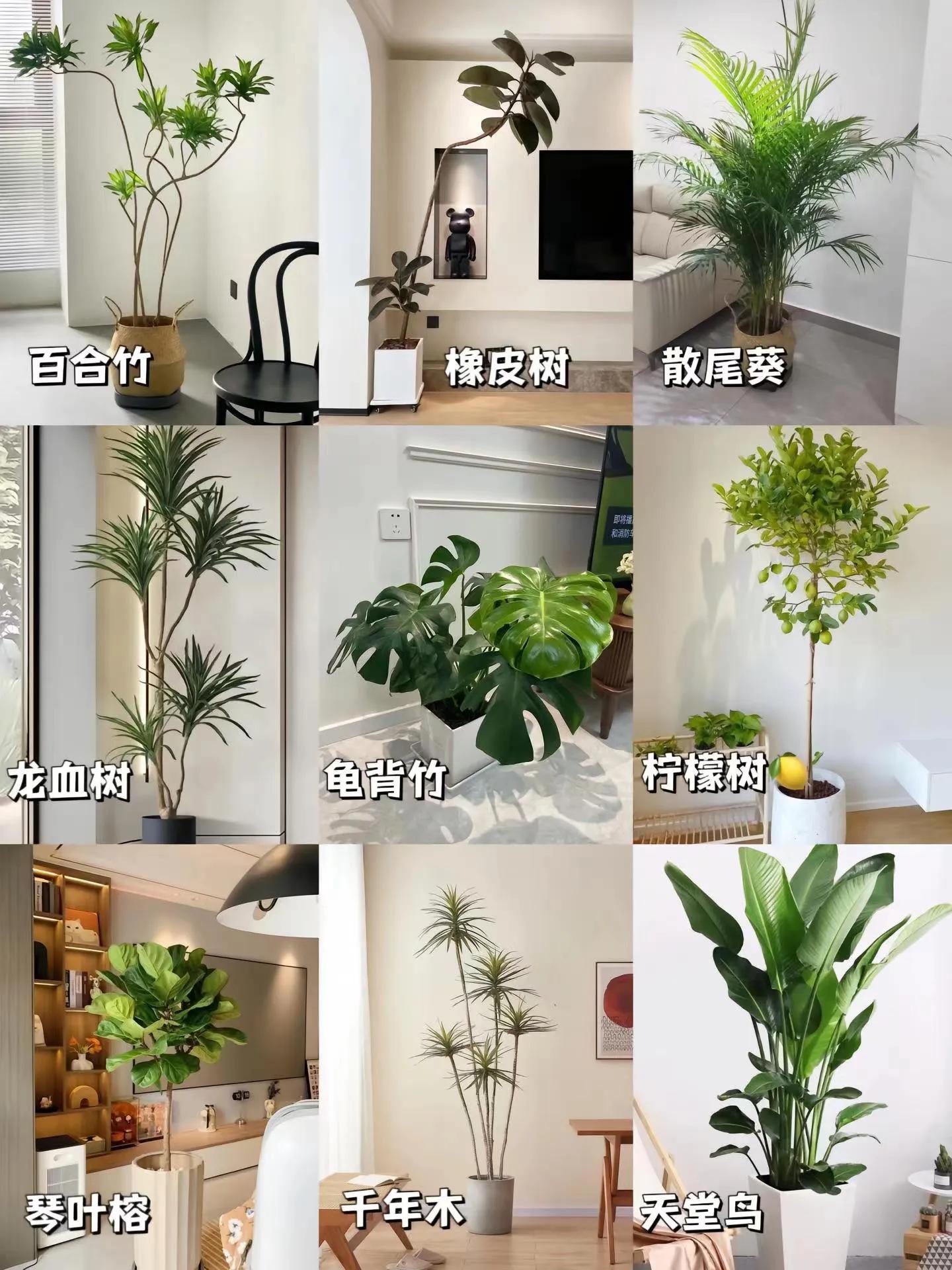 客厅适合摆放的十大植物花卉,客厅适合摆放的植物有哪些品种