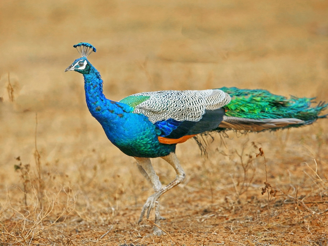 鸡窝真能飞出“凤凰”！安徽居民家中惊现大鸟，专家竟认错物种？
