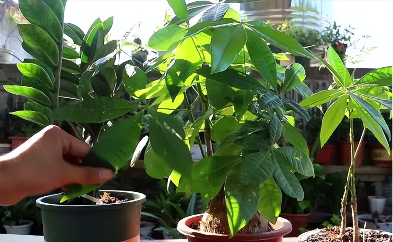 用啤酒浇花容易生虫子么,用啤酒浇花适合哪几种花