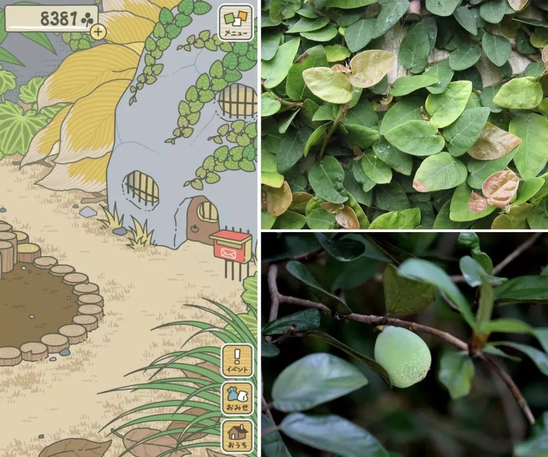 绿萝用什么肥料养才会开花,水培绿萝要多长时间才能开花