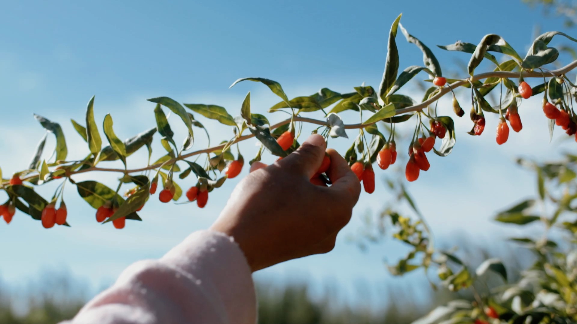 青海诺木洪枸杞今年什么时候摘,青海诺木洪枸杞采摘