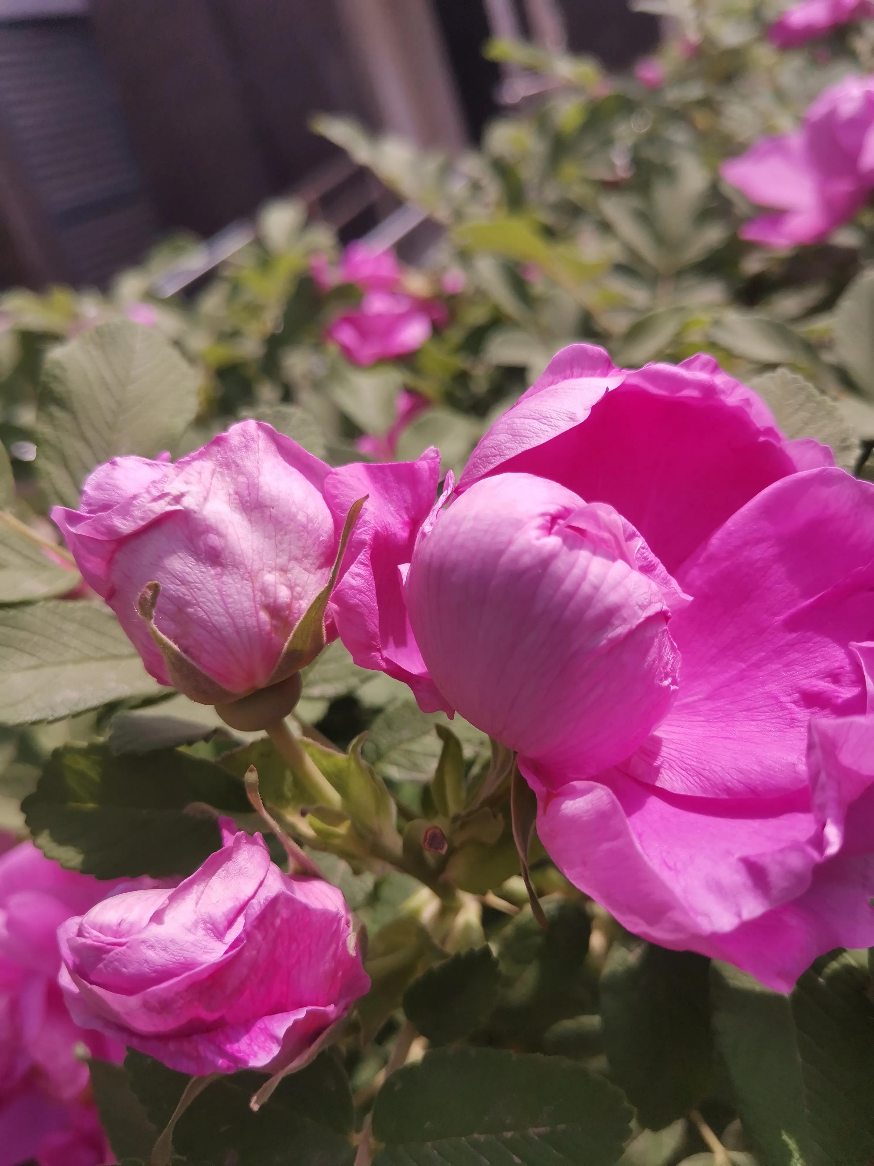 像玫瑰花绽放七律,七律深秋鲜花绽放