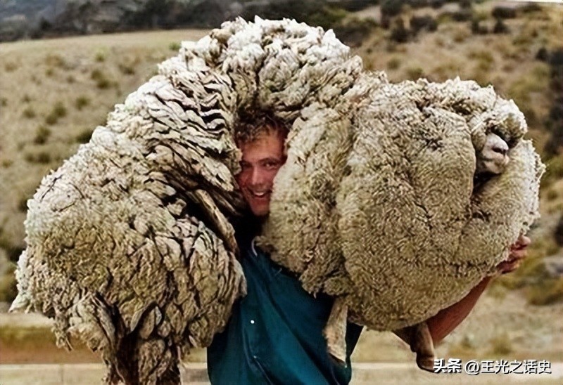 孤悬海外的新西兰，闷声发大财的最好代表