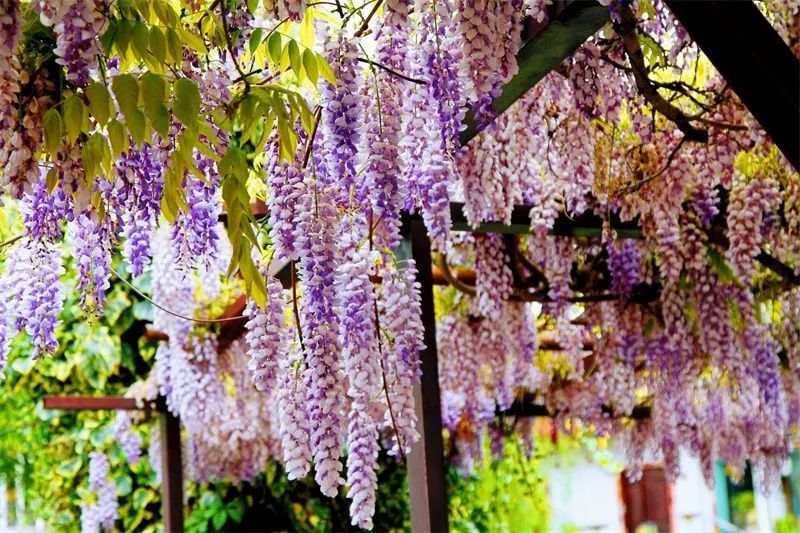 云游|赏“花枝不断四时春”,邂逅云南生活的专属浪漫