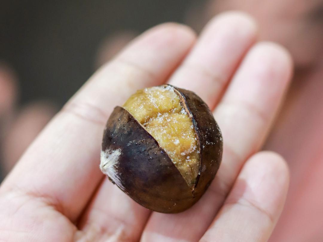 来了，2022太仓栗子不完整种草指南