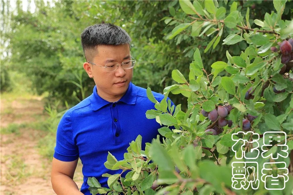 西梅常识,西梅的前期怎么管理