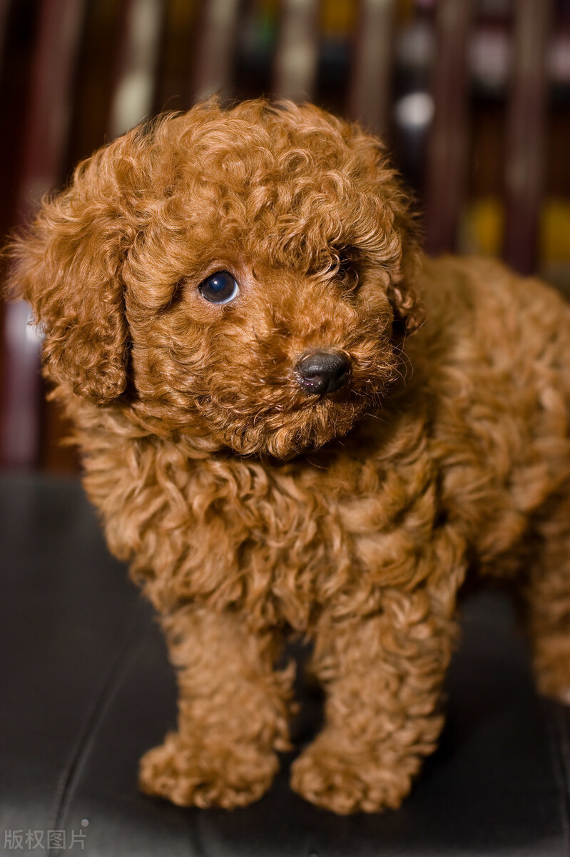 同一窝泰迪,同一窝小泰迪怎么挑选