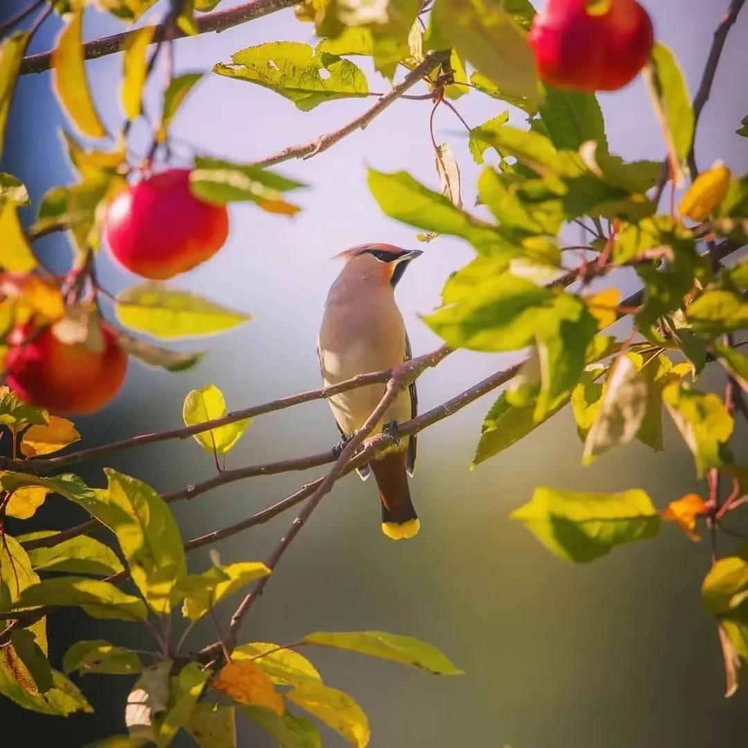 鍏冨瓒e懗鐏皽闆嗛敠,鍏冨鐏皽娲诲姩鎶ラ亾