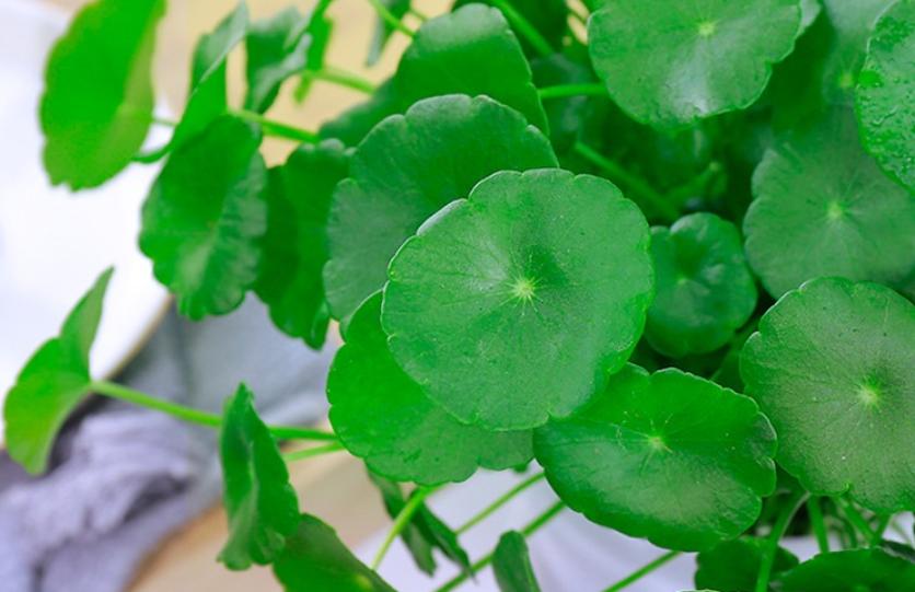 春季万物复苏，冬季“快死”的5种植物这样剪一刀，就能重新生长