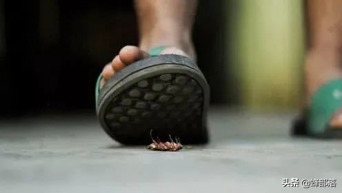 蟑螂的外号小强,蟑螂为什么不能踩死它