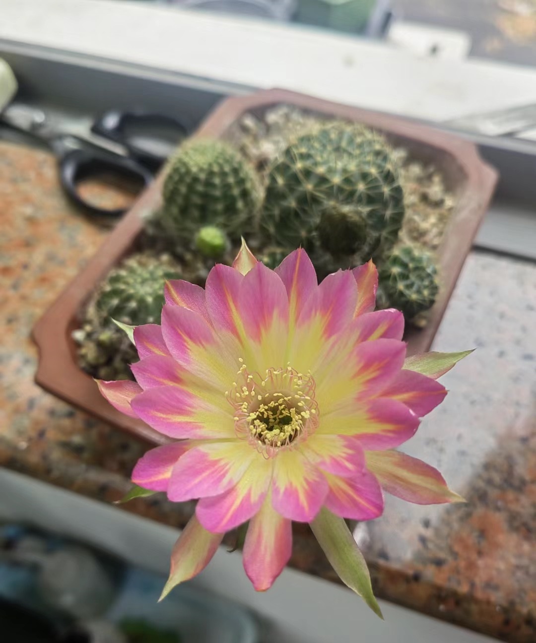 汤姆仙人球花图,汤姆丽花仙人球开花