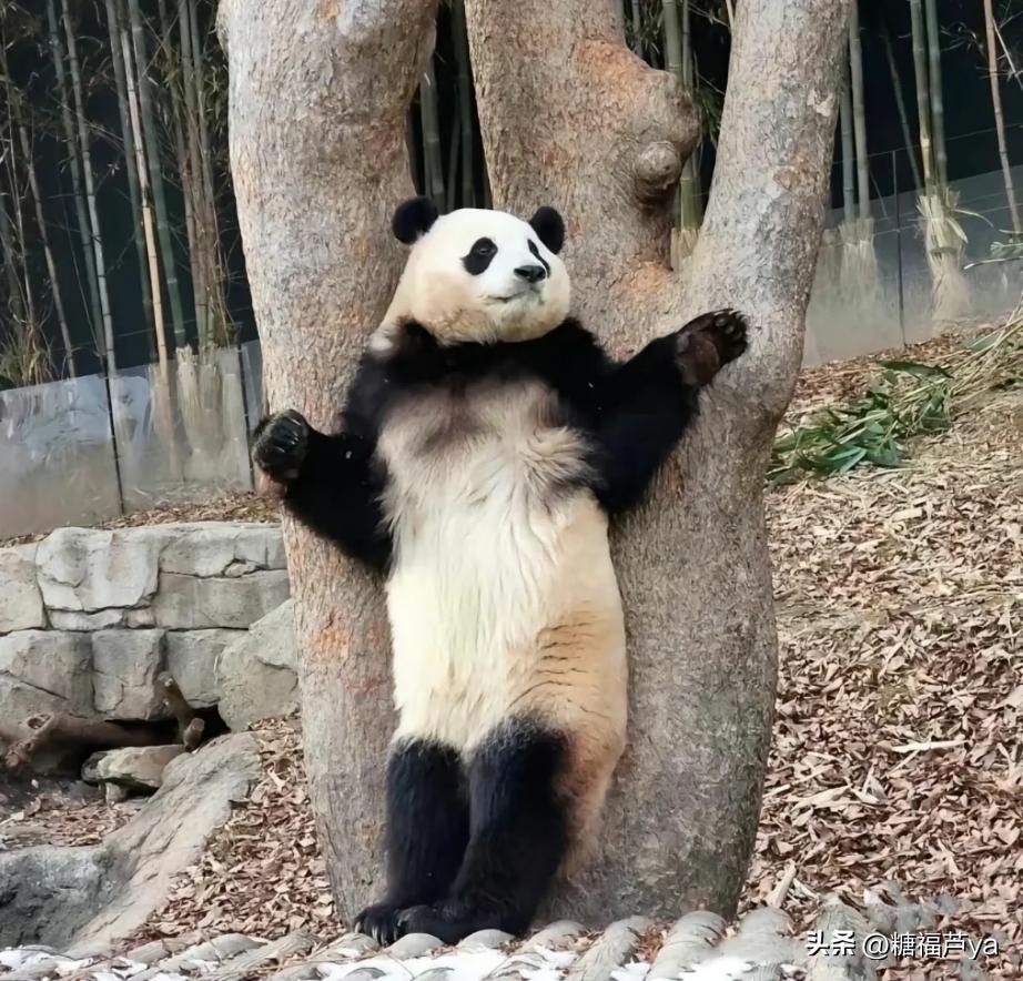 那些证明福宝是人的证据——毛皮大衣下是个小人精