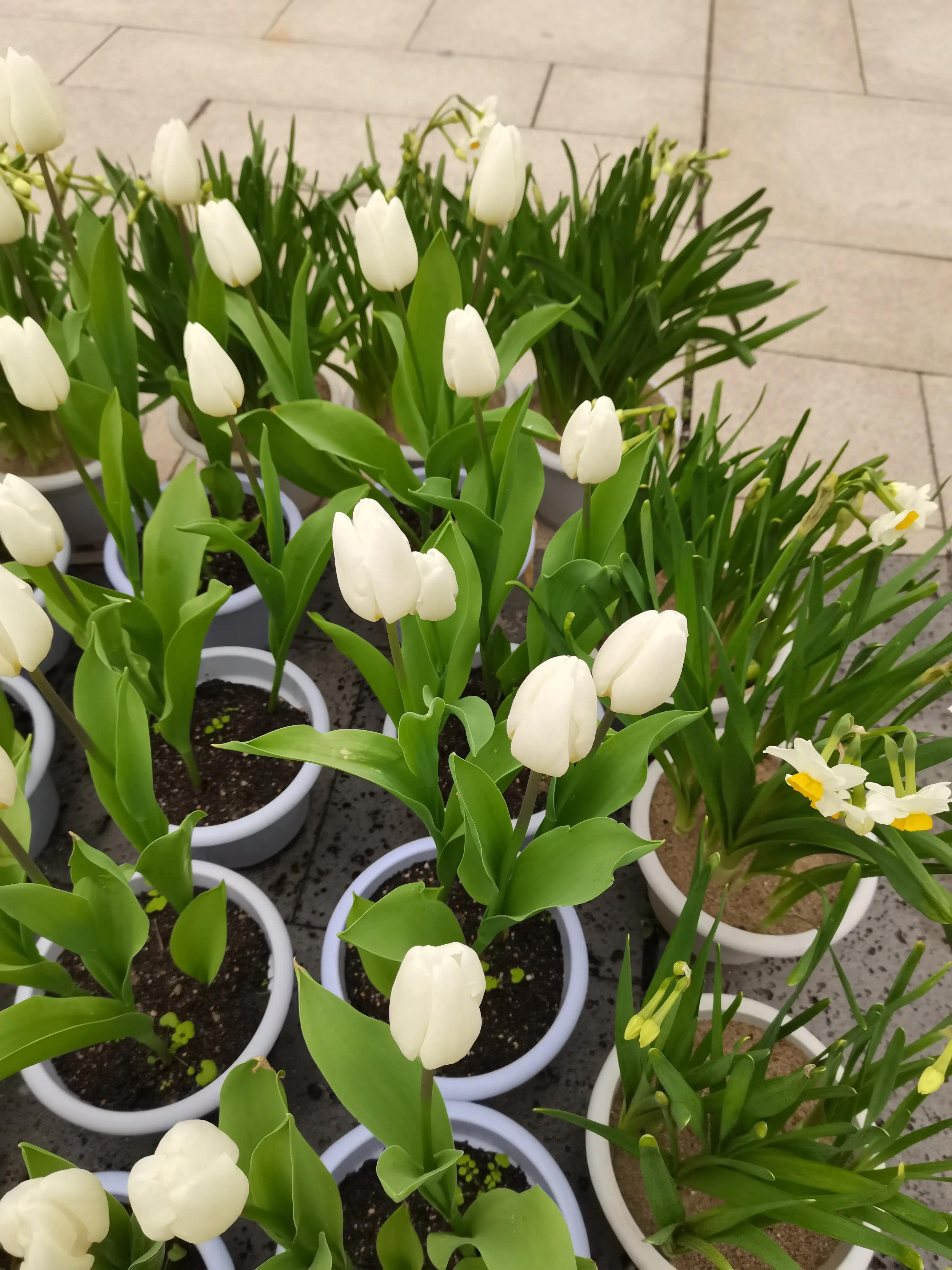 福州郁金香温泉公园,福州花海公园郁金香