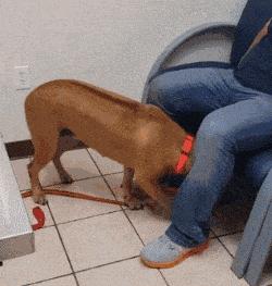 养狗的十大原则,家里养狗真能旺家吗