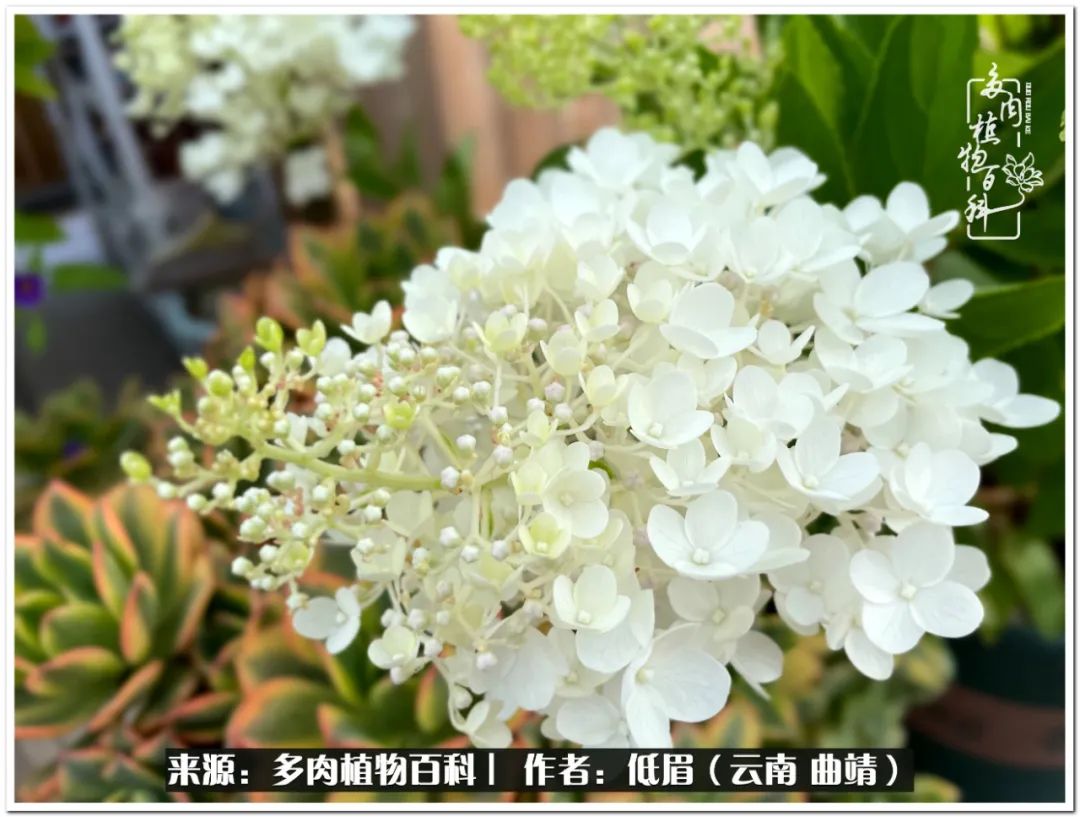 养了8年的多肉,养了七年多肉