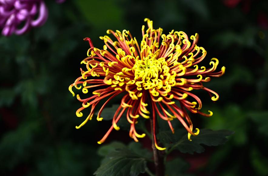 十首赏菊的诗词,赏黄花的诗句