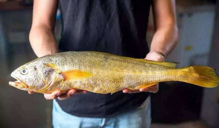 渔民一网捞出2450公斤野生大黄鱼,浙江渔民抓到黄鱼卖了近亿元