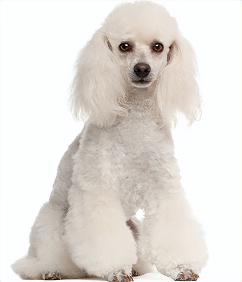 最聪明的10种鹦鹉,最聪明大型犬种排名