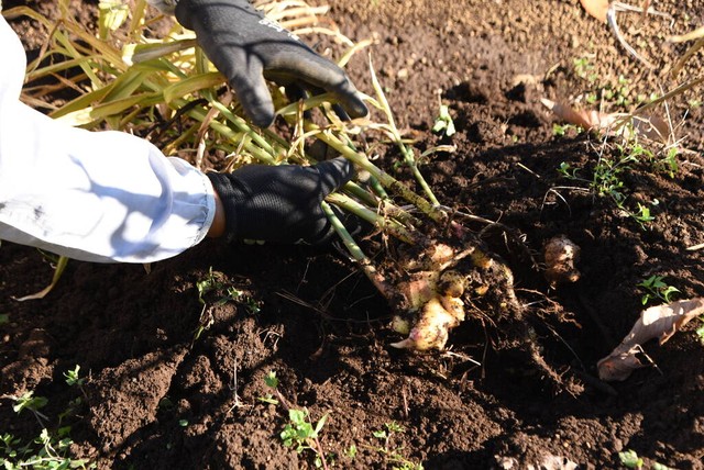 农管局不让种生姜后续,农业农村部关于种植水稻