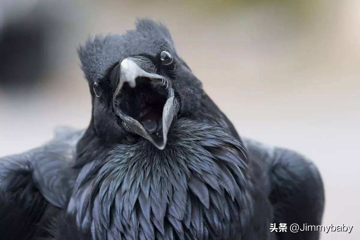 娓￠甫鏄笉涓圭殑鍥介笩,涓栫晫鍥介笩浼犲涔︾睄