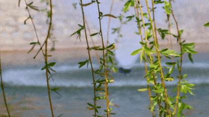 春风杨柳万千条,六亿神州尽舜尧,从咏柳中体会中华文化的魅力