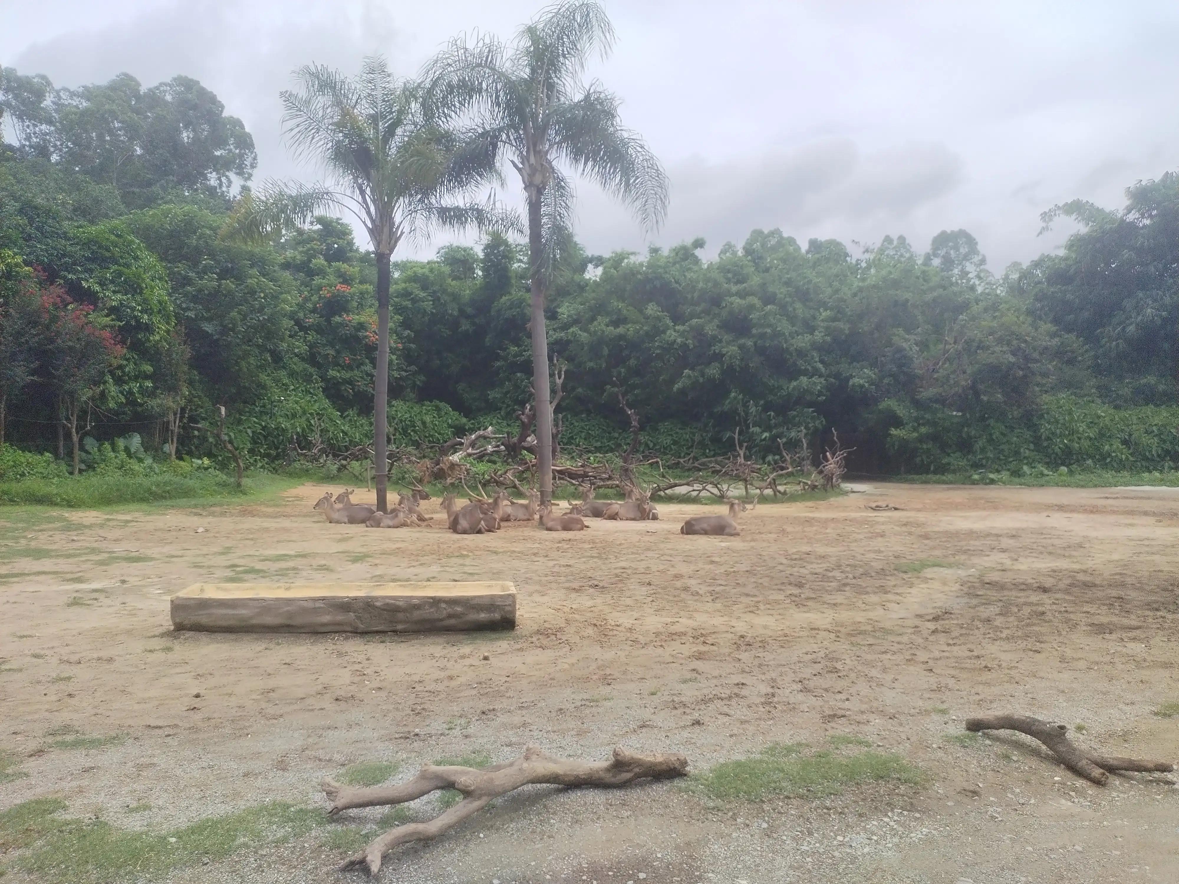 广州长隆野生动物世界景点图片,游广州长隆野生动物世界游记