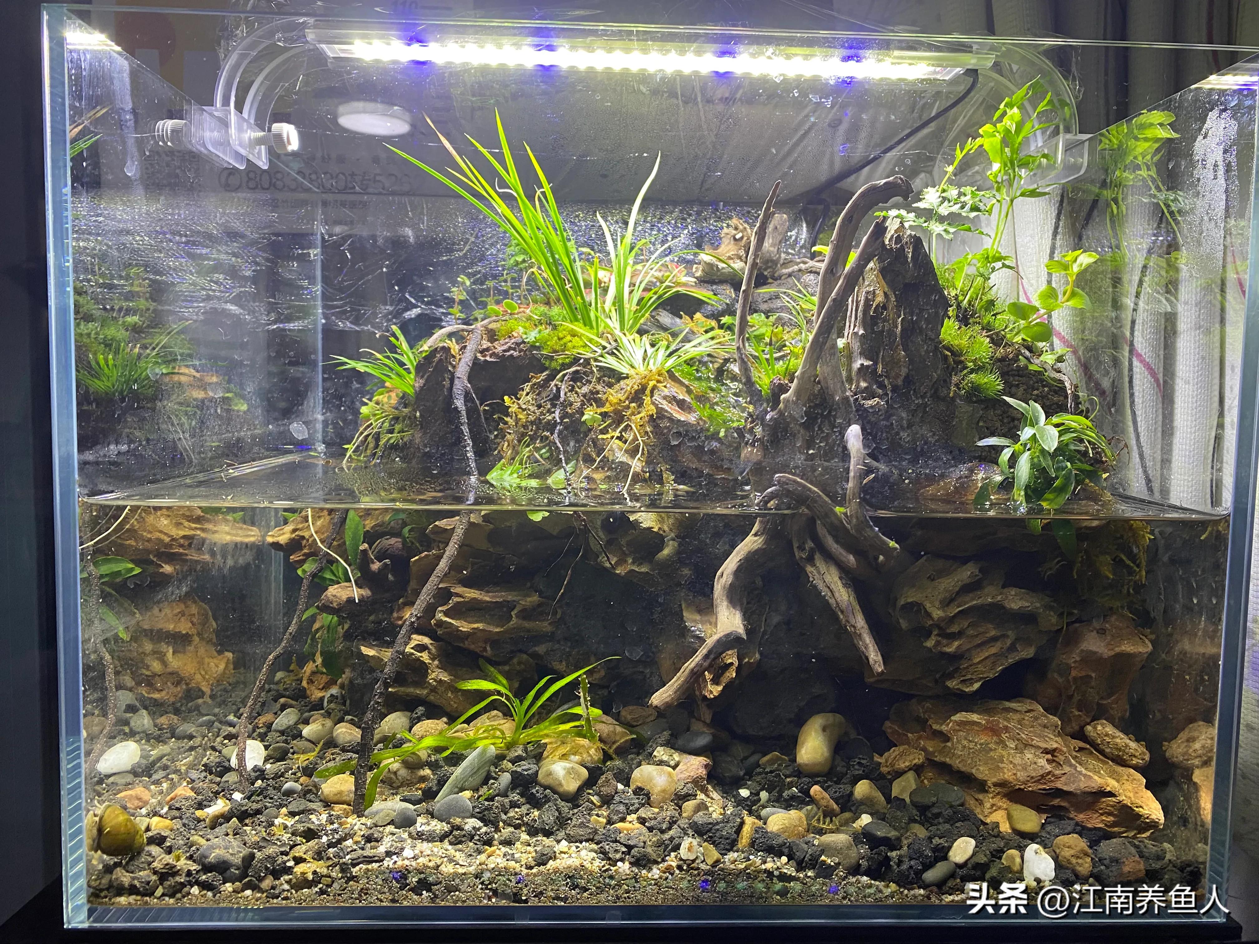 造景缸跟水陆缸一体缸,长方形的缸怎么造景水陆缸