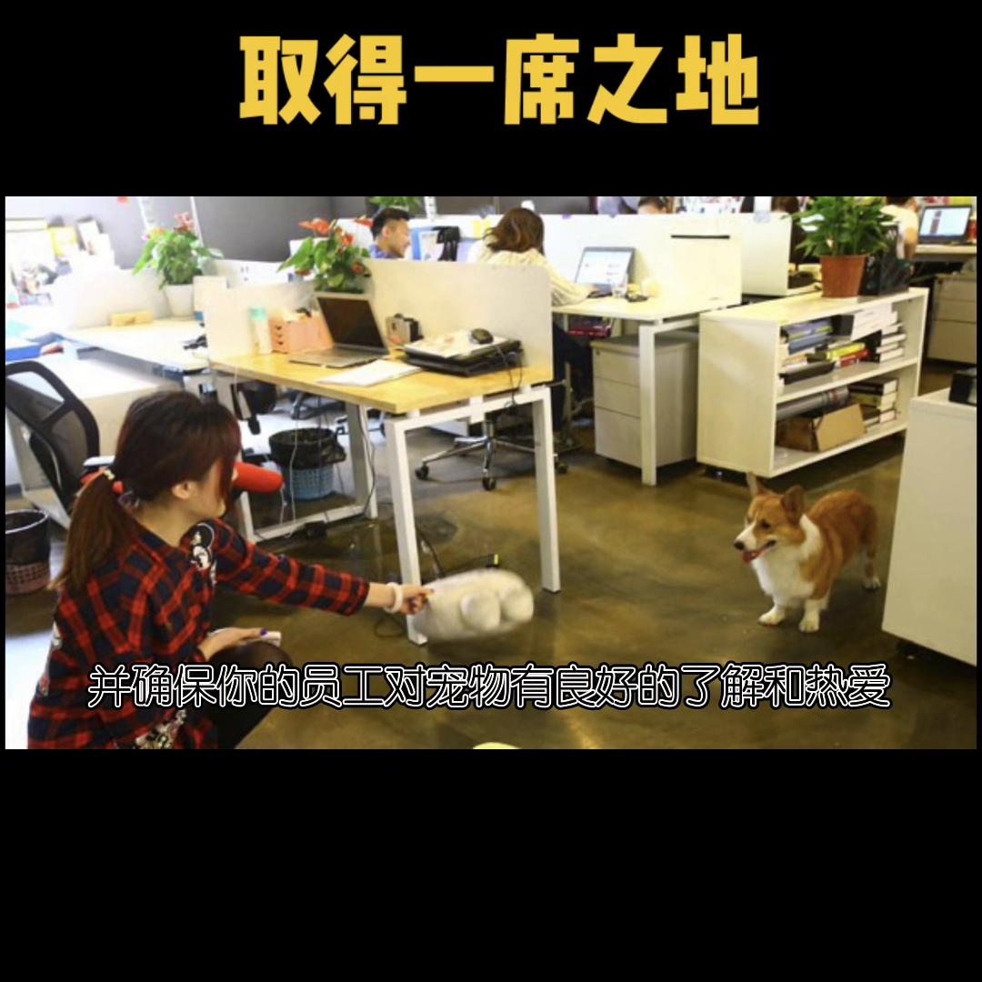 宠物店怎么和其他宠物店合作,宠物店怎么跟宠物医院竞争