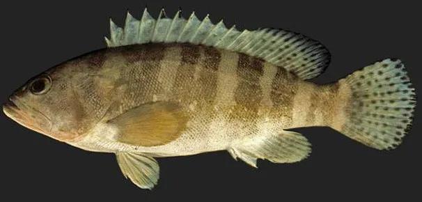 海鲜鱼类排行榜前十名,最便宜的20种海鲜是什么鱼类