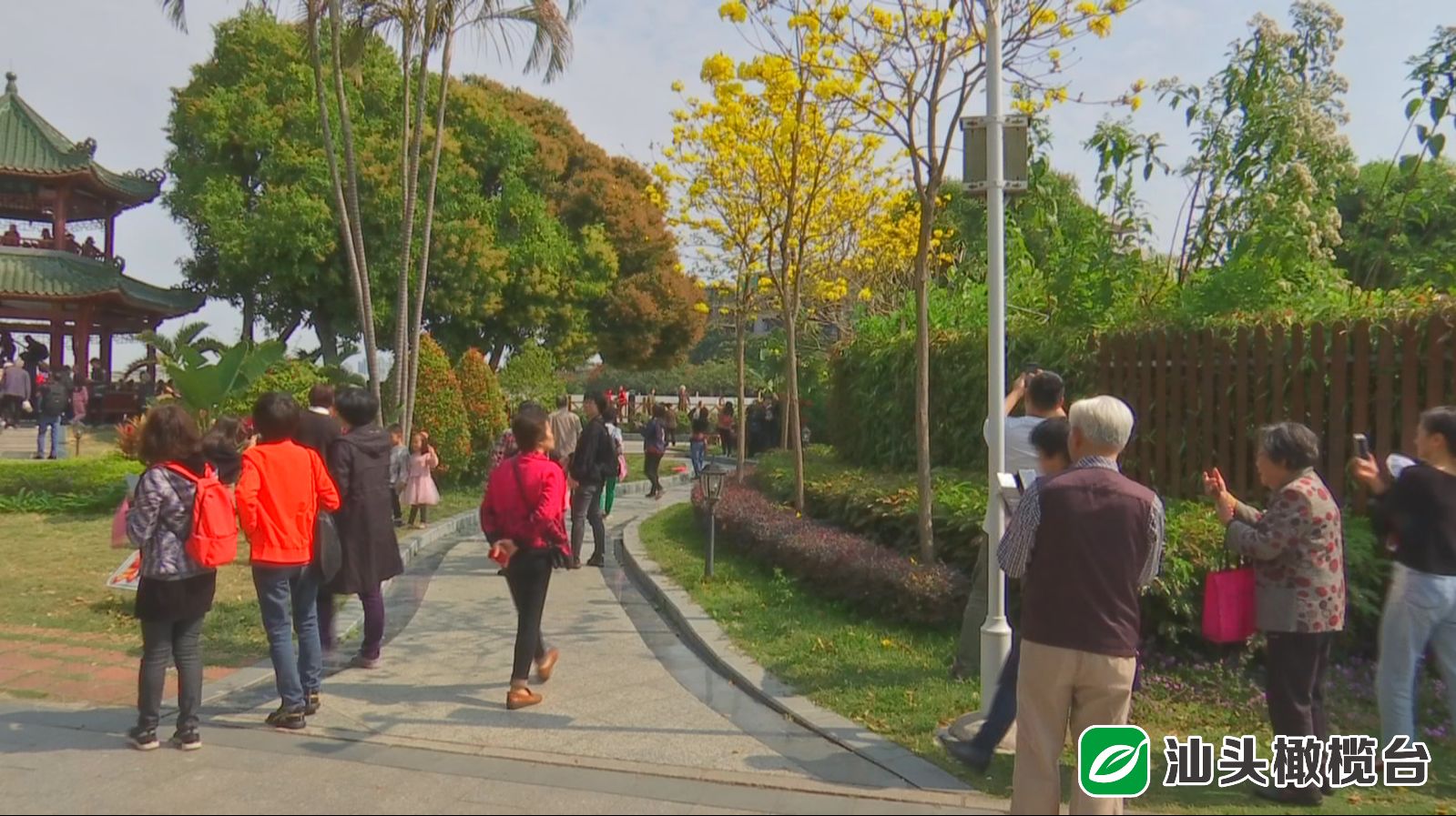 中山公园的樱花过季,中山公园百年一见的梨花