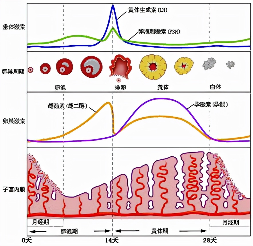 怕ta不来，又怕ta乱来！女生关于月经那点事儿