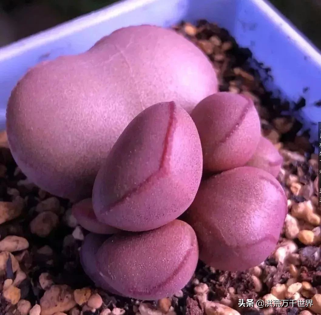 16元的多肉品种大全,水泡多肉养殖方法