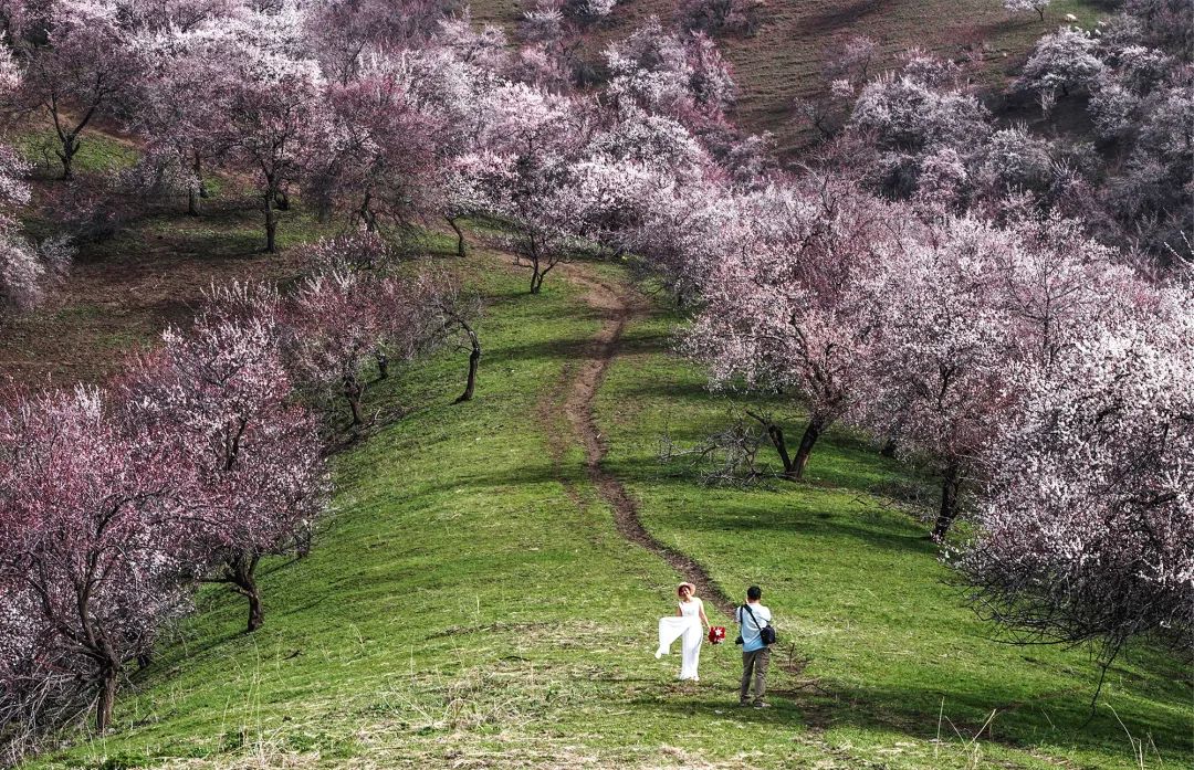 四月新疆伊犁草原,新疆伊犁野杏花最美人间四月天