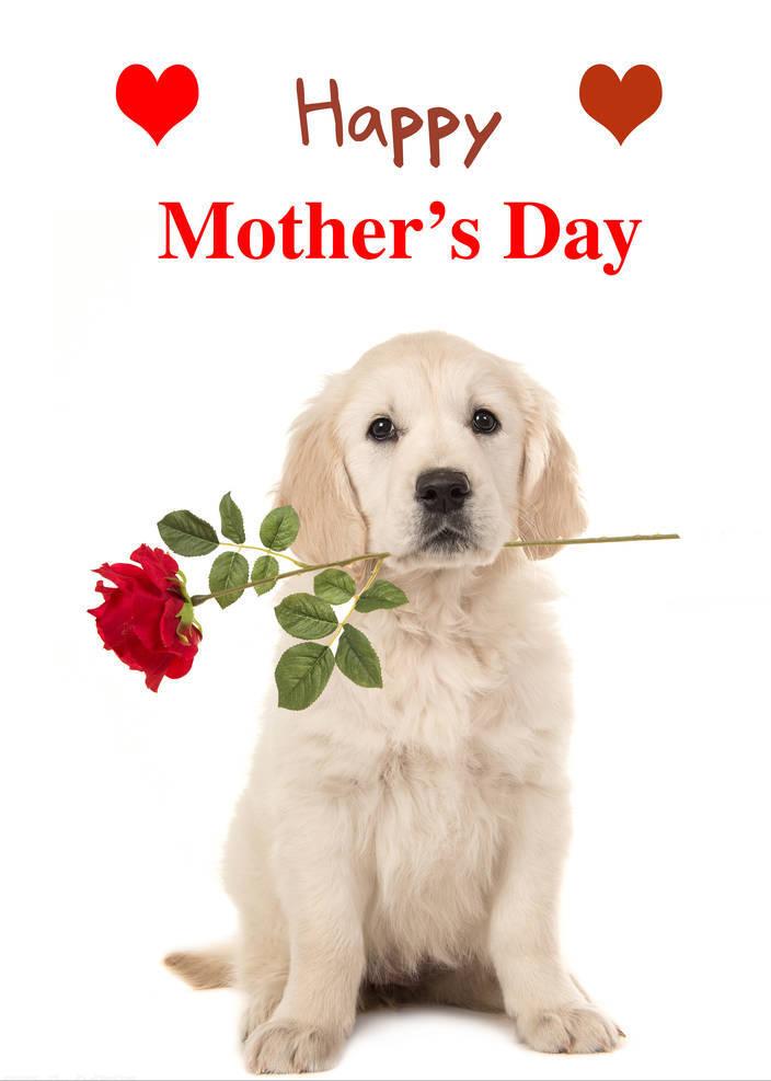 最暖心的狗狗排行榜,最暖的大型狗狗是哪种